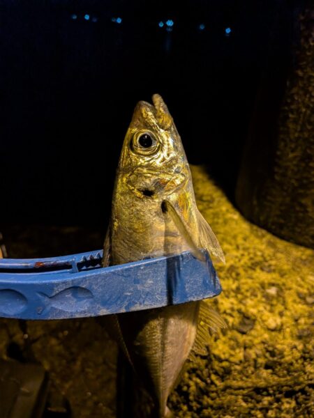 久しぶりのアジ